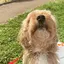 こあちゃんのプロフィール画像