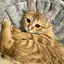 ゆりのプロフィール画像