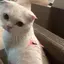 愛のプロフィール画像