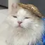 ぱるのプロフィール画像