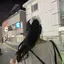 きんぐのプロフィール画像