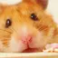 kiyantaroのプロフィール画像