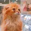 ゆーりのプロフィール画像