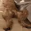 nanのプロフィール画像