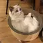 てらのプロフィール画像