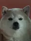 はるのプロフィール画像