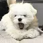 マルチーズのプロフィール画像