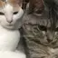 まるこのプロフィール画像