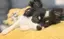 ふじまる🐕 ͗ ͗のプロフィール画像