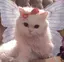 まるのプロフィール画像