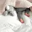 パピコのプロフィール画像