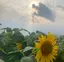 おかのプロフィール画像