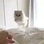 ノンノンのプロフィール画像