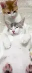 ♪のプロフィール画像