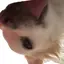 ぽちのプロフィール画像