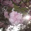 せんげつのプロフィール画像