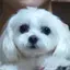 ゆのプロフィール画像