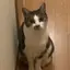 歩のプロフィール画像