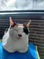 いっちゃんのプロフィール画像