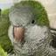 ロナのプロフィール画像