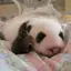 ぱんだちゃんのプロフィール画像