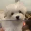 でぃあのプロフィール画像