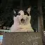 🐱のプロフィール画像