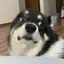 にゃかむらのプロフィール画像