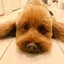 たまのプロフィール画像