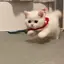 🍒のプロフィール画像