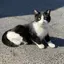 こんぶのプロフィール画像