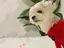 kotokoのプロフィール画像