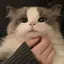 杏のプロフィール画像