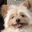 こむぎのプロフィール画像
