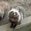 かにのプロフィール画像