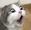 巧哉のプロフィール画像