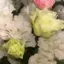 kahoのプロフィール画像