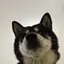ふうかのプロフィール画像