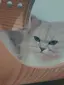 ねこいぬのプロフィール画像