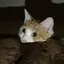 みてぃおのプロフィール画像
