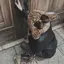 ましろのプロフィール画像