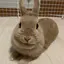 LEINAのプロフィール画像