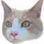 🐱のプロフィール画像