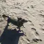 チヨリのプロフィール画像