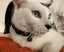 るーのプロフィール画像