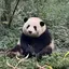 パンダベイビーのプロフィール画像