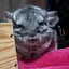 Maimaiのプロフィール画像