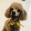さーぽんのプロフィール画像