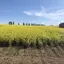 かれんビーのプロフィール画像