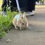 いちごのプロフィール画像